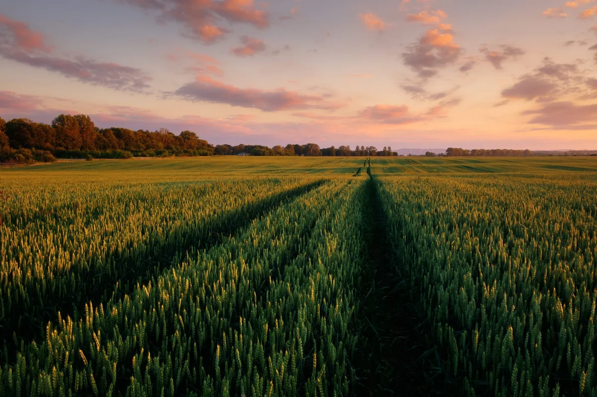Digital Marketing for Agriculture and Livestock in Uruguay